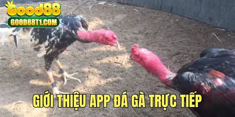 Giới thiệu sơ lược về app trực tiếp đá gà Good88